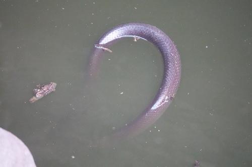 Boiruna sertaneja