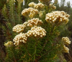 Ozothamnus turbinatus