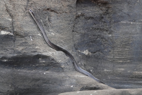 Boiruna sertaneja
