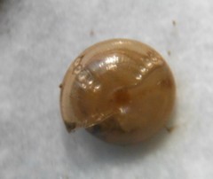 Paravitrea multidentata