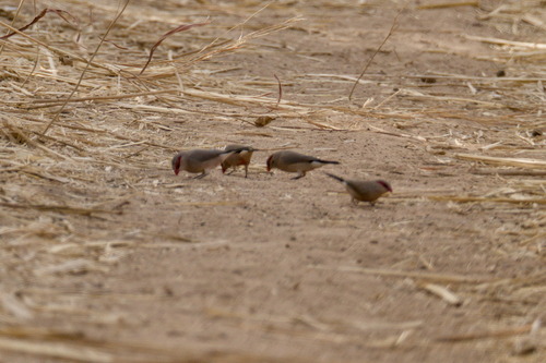 Black-rumped Waxbill (Estrilda troglodytes), photo 7