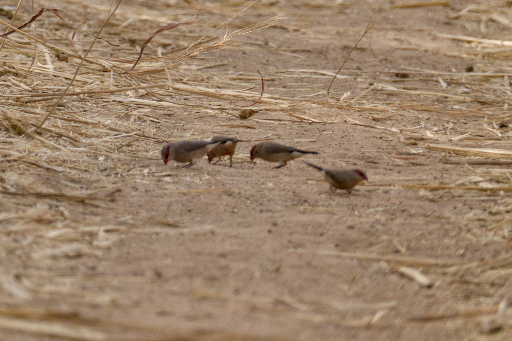 Black-rumped Waxbill (Estrilda troglodytes), photo 9
