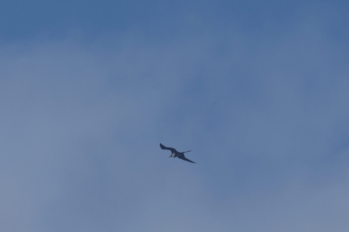 Aves observed 2026-02-02