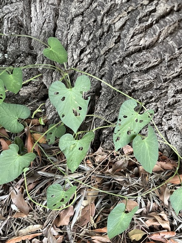 bell vine (Ipomoea plebeia)