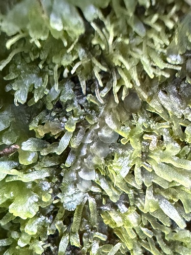 Calypogeia cuspidata observed 2026-01-29
