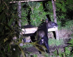 Tapirus pinchaque