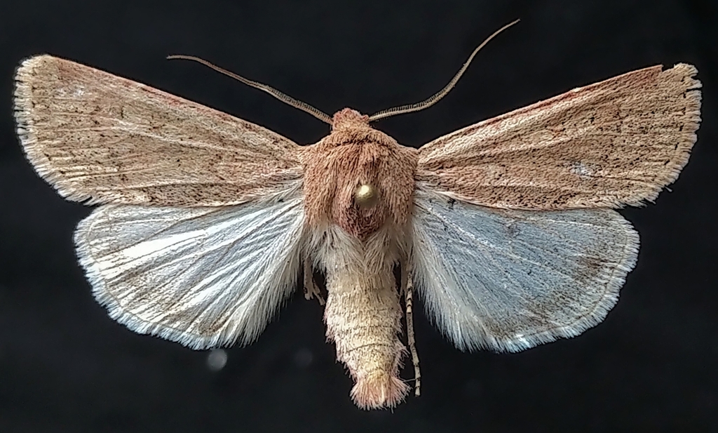 Median-banded Dart