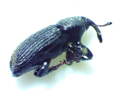 Mecinus pyraster