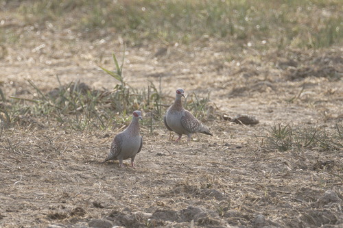Speckled Pigeon (Columba guinea), photo 6