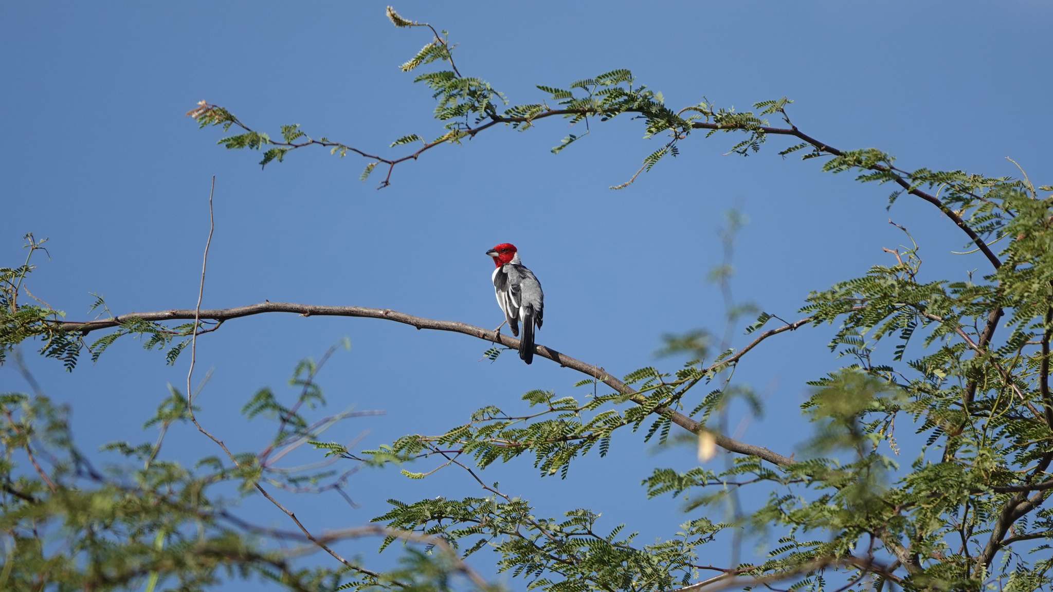 Red-cowled Cardinal (Paroaria dominicana), photo 7