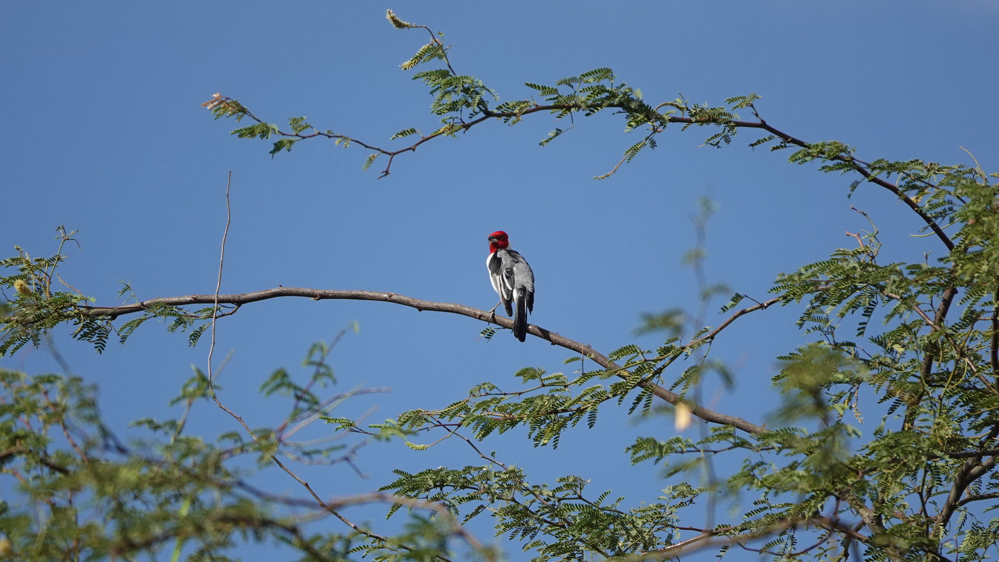 Red-cowled Cardinal (Paroaria dominicana), photo 8