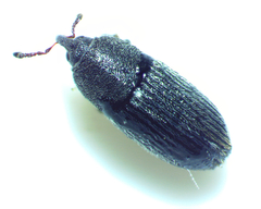 Mecinus pyraster