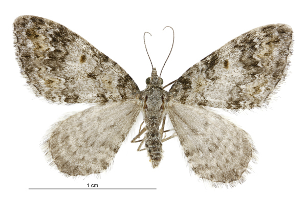 Helastia plumbea