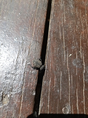 Scotobius pilularius