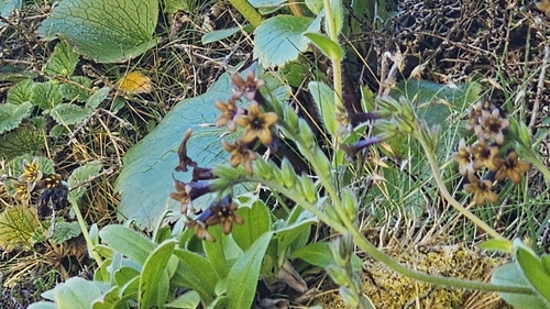 Myosotis macrantha, photograph 3