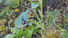 Myosotis macrantha, photograph author not stated, no rights reserved