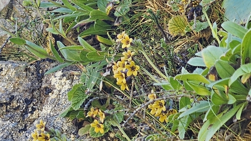 Myosotis macrantha, photograph 4