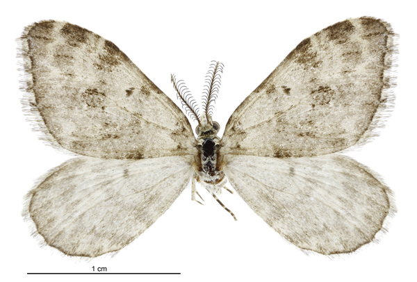 Helastia salmoni