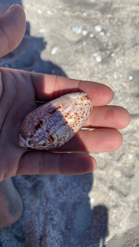 Oliva incrassata, 2026-02-02
