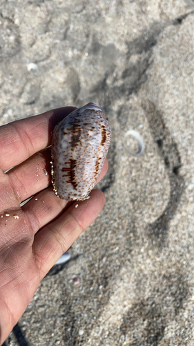 Oliva incrassata, 2026-02-02