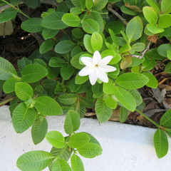 Gardenia psidioides