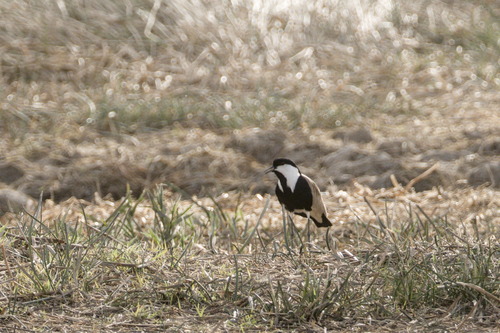 Spur-winged Lapwing (Vanellus spinosus), photo 10