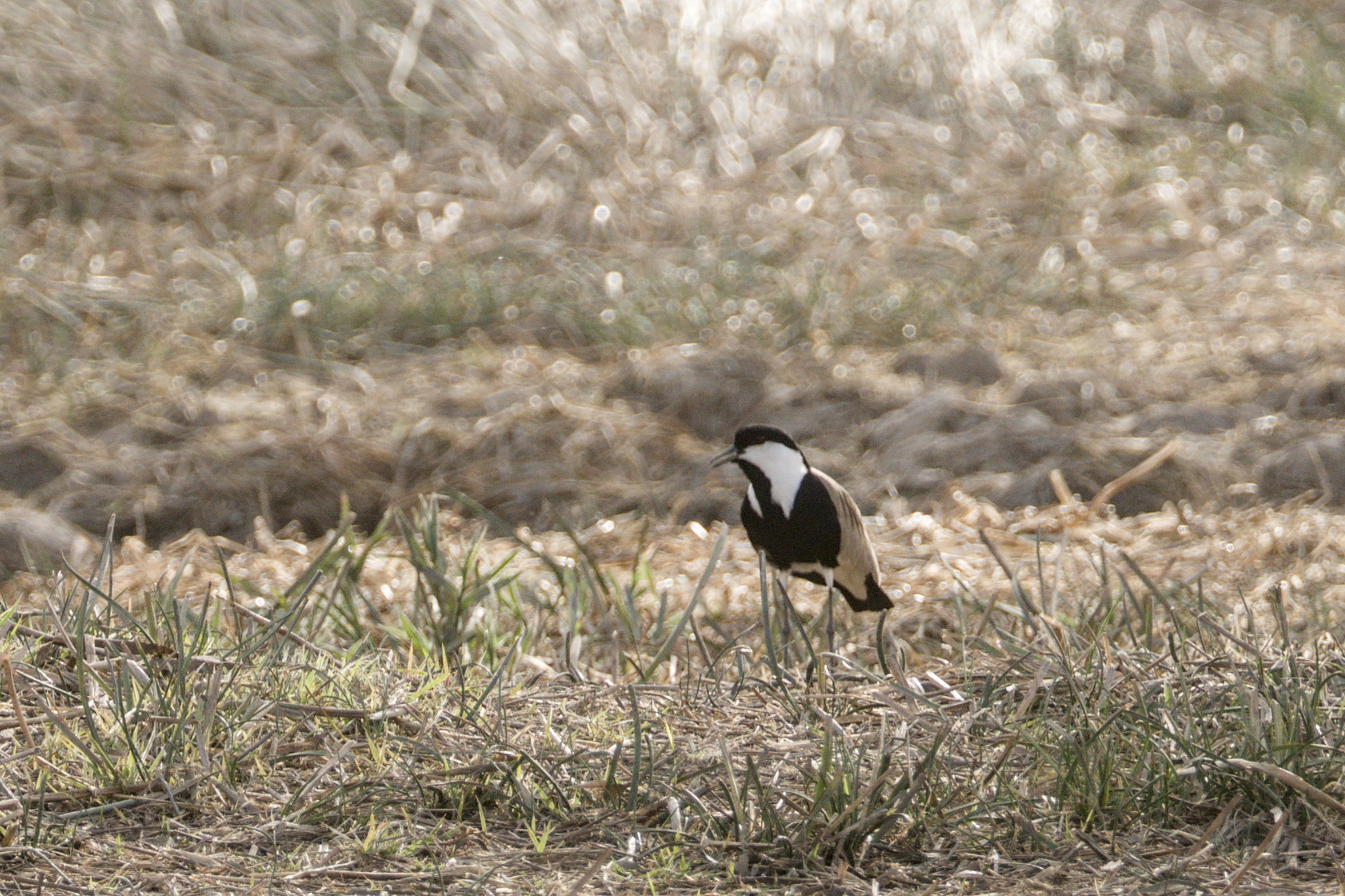 Spur-winged Lapwing (Vanellus spinosus), photo 9