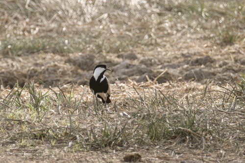Spur-winged Lapwing (Vanellus spinosus), photo 9