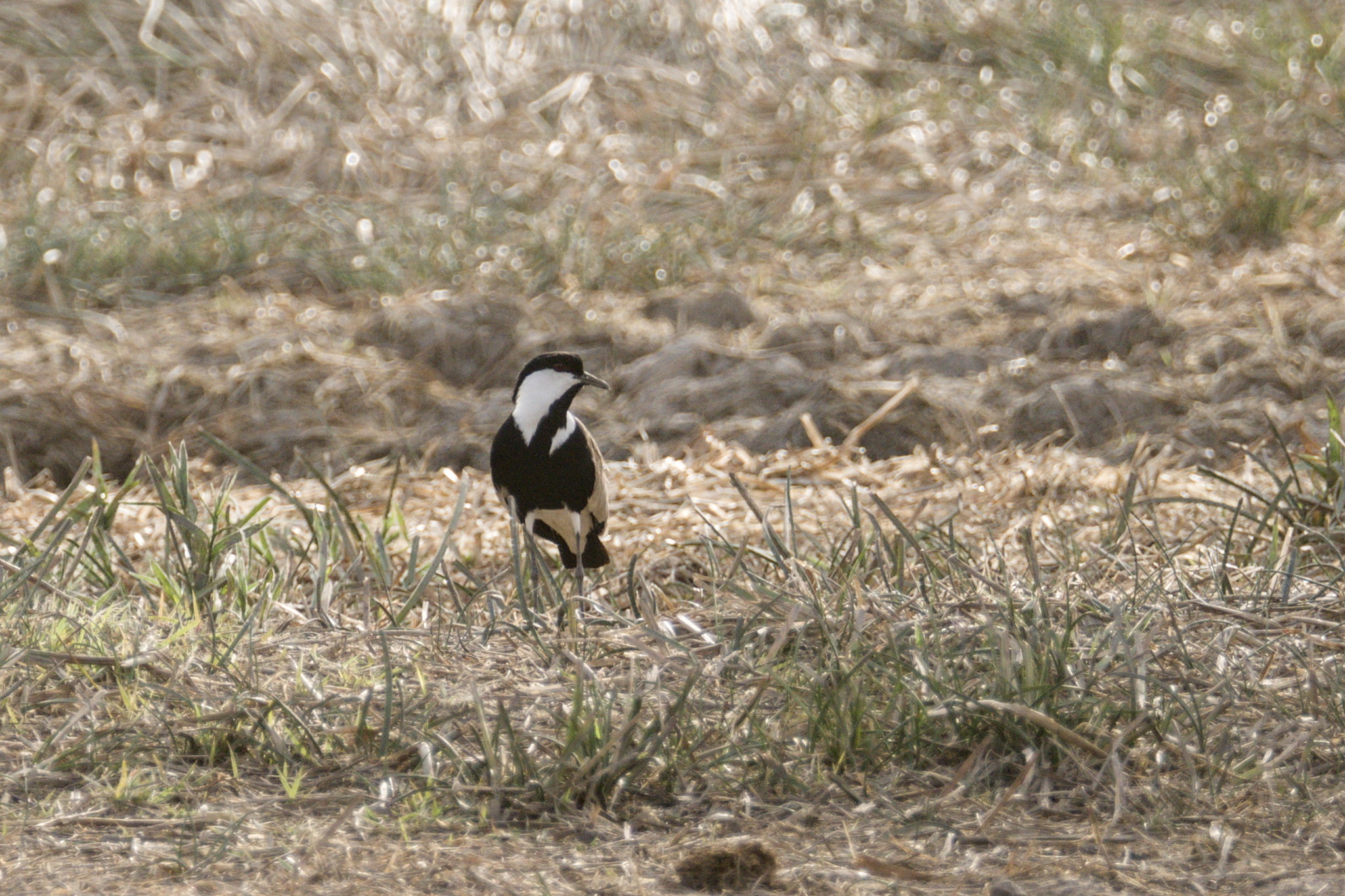 Spur-winged Lapwing (Vanellus spinosus), photo 8