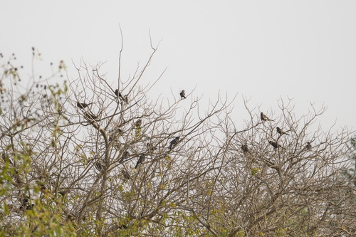 White-billed Buffalo Weaver (Bubalornis albirostris), photo 1