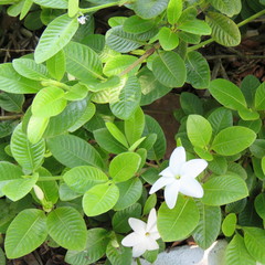 Gardenia psidioides