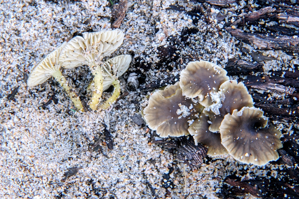 Chrysomycena dunicola · December 2025 · photo: © davidepuddu (iNaturalist, cc-by)
