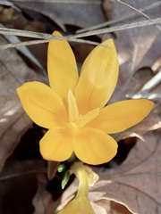 Crocus flavus