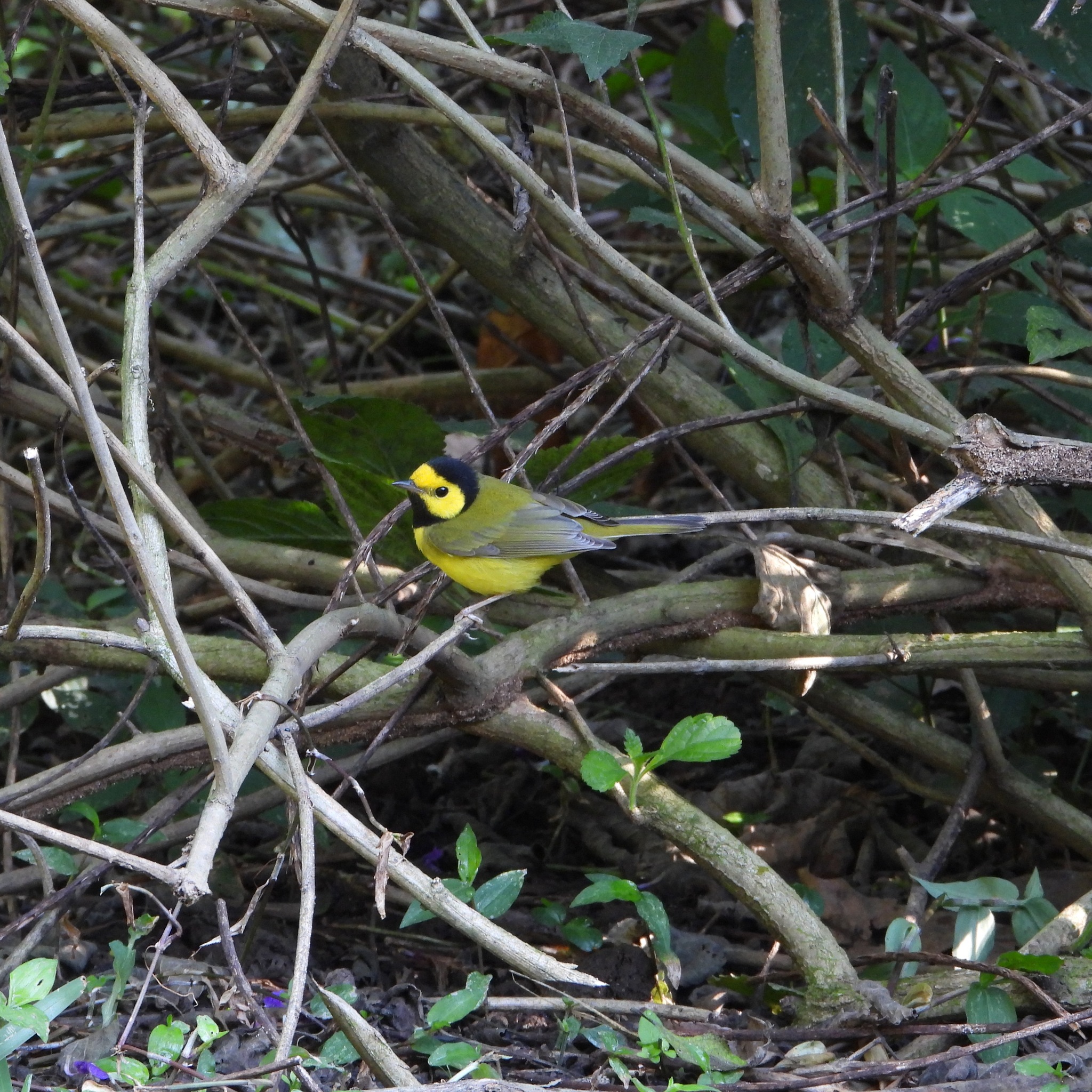 Hooded Warbler (Setophaga citrina), photo 7