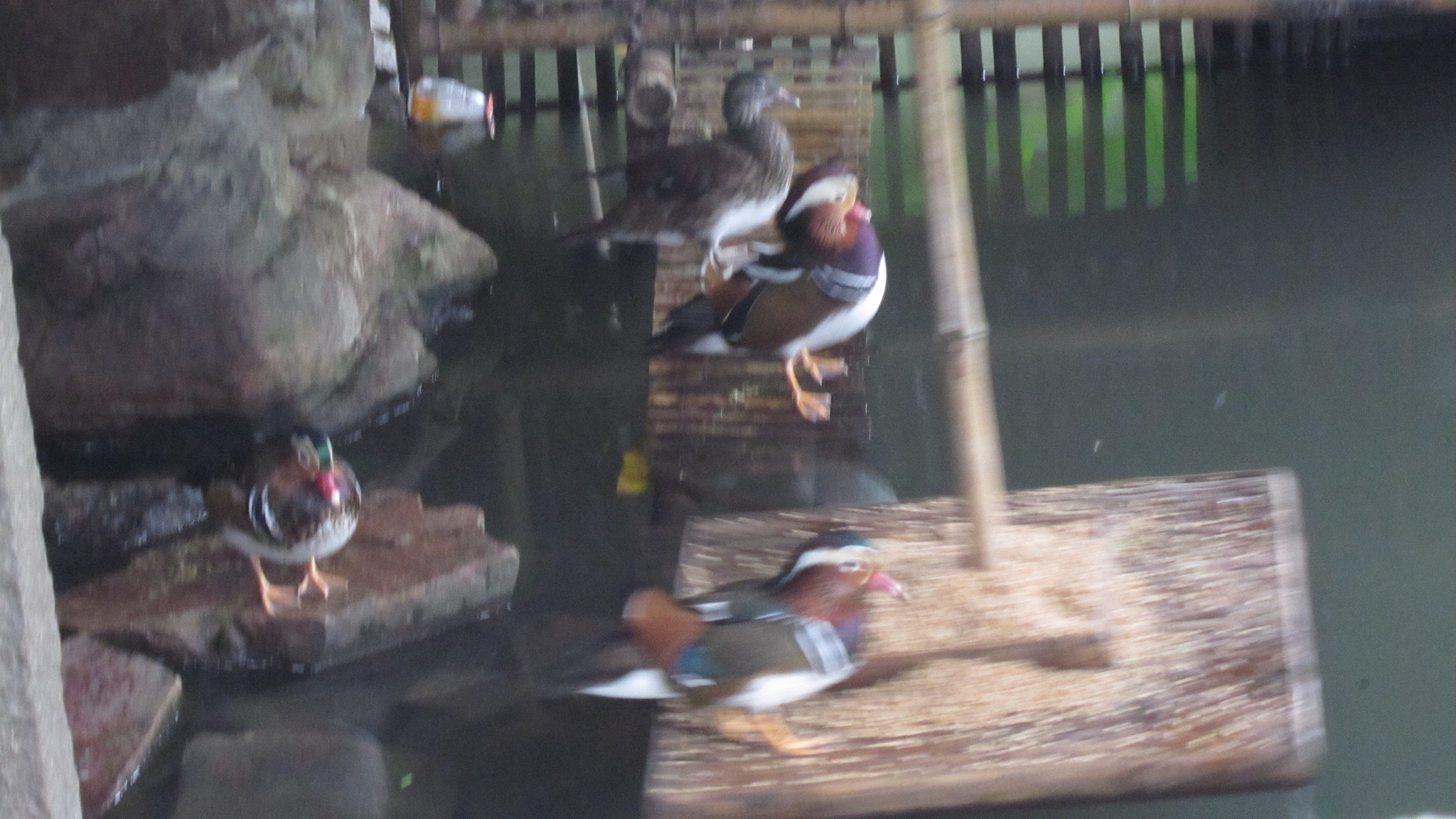 Mandarin Duck