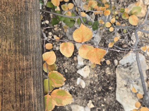 Netleaf Forestiera (Forestiera reticulata)