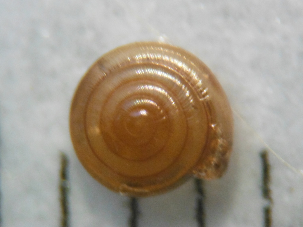 Supercoil Snails