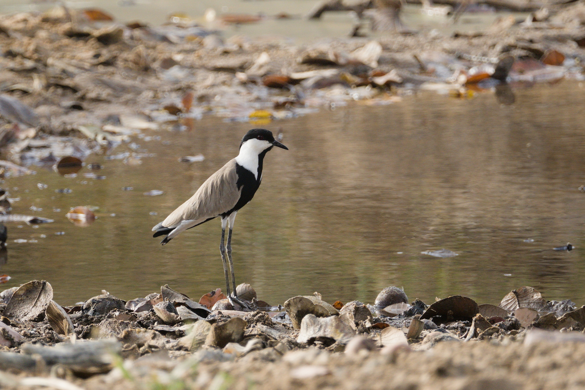 Spur-winged Lapwing (Vanellus spinosus), photo 4