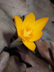 Crocus flavus