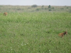 Alcelaphus buselaphus