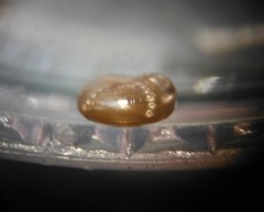 Paravitrea multidentata