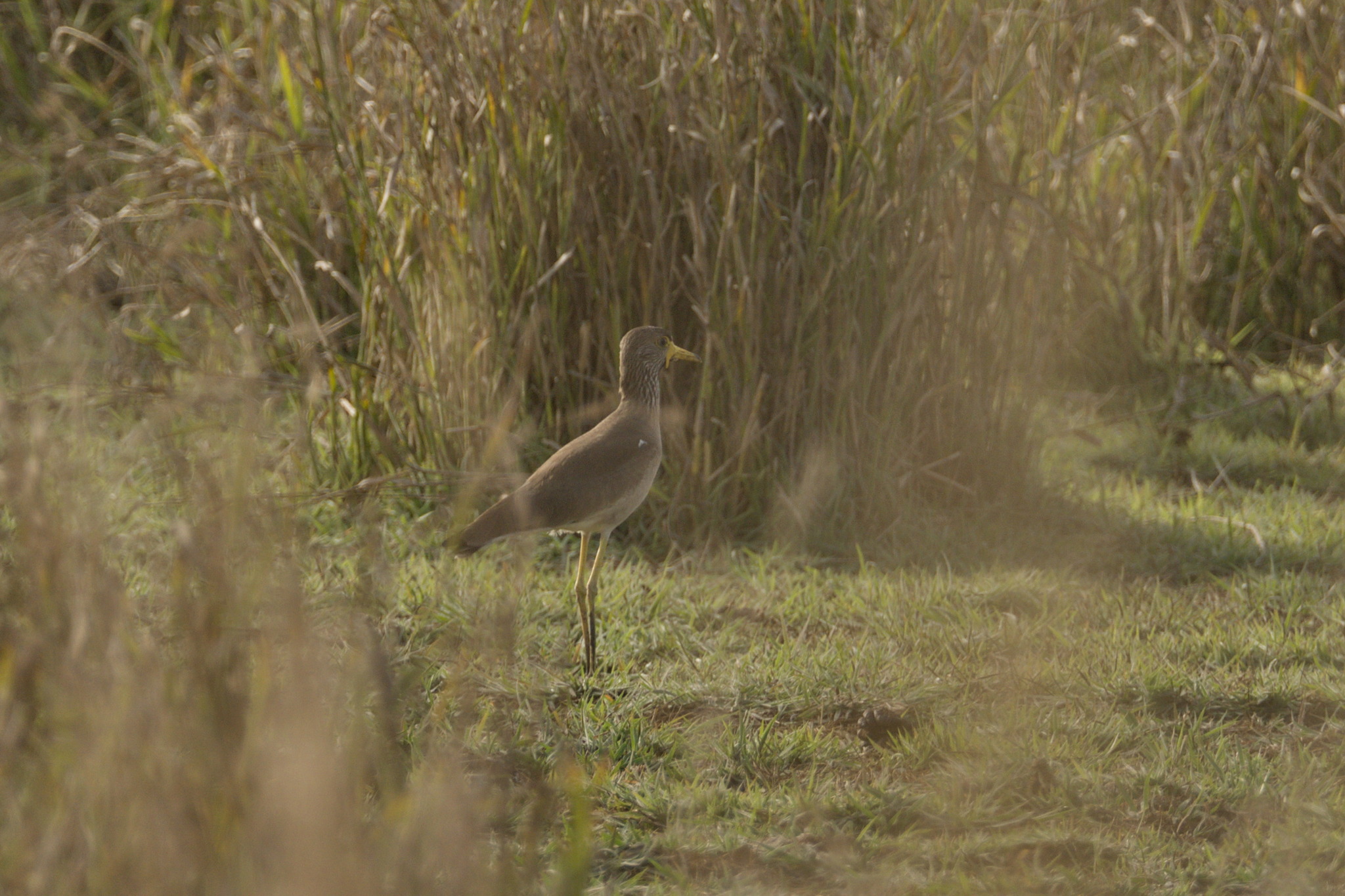 African Wattled Lapwing (Vanellus senegallus), photo 3