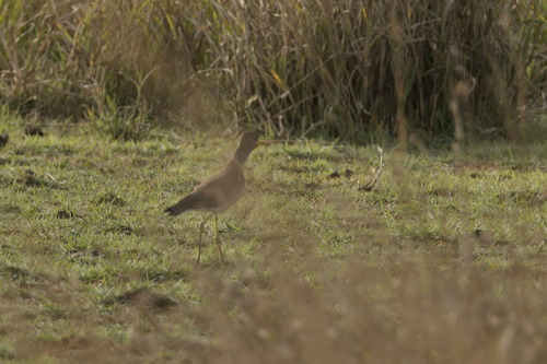 African Wattled Lapwing (Vanellus senegallus), photo 4