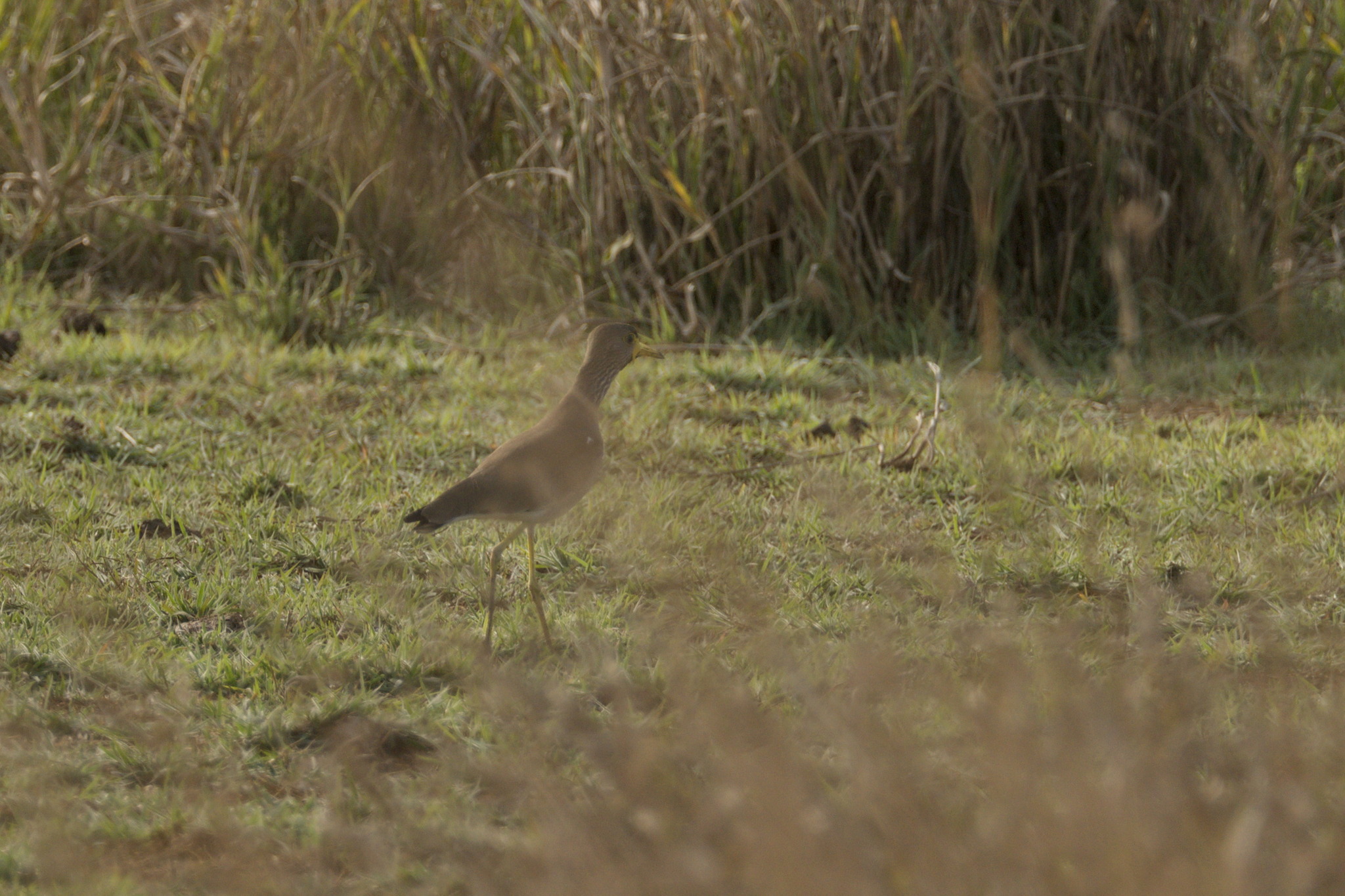 African Wattled Lapwing (Vanellus senegallus), photo 4