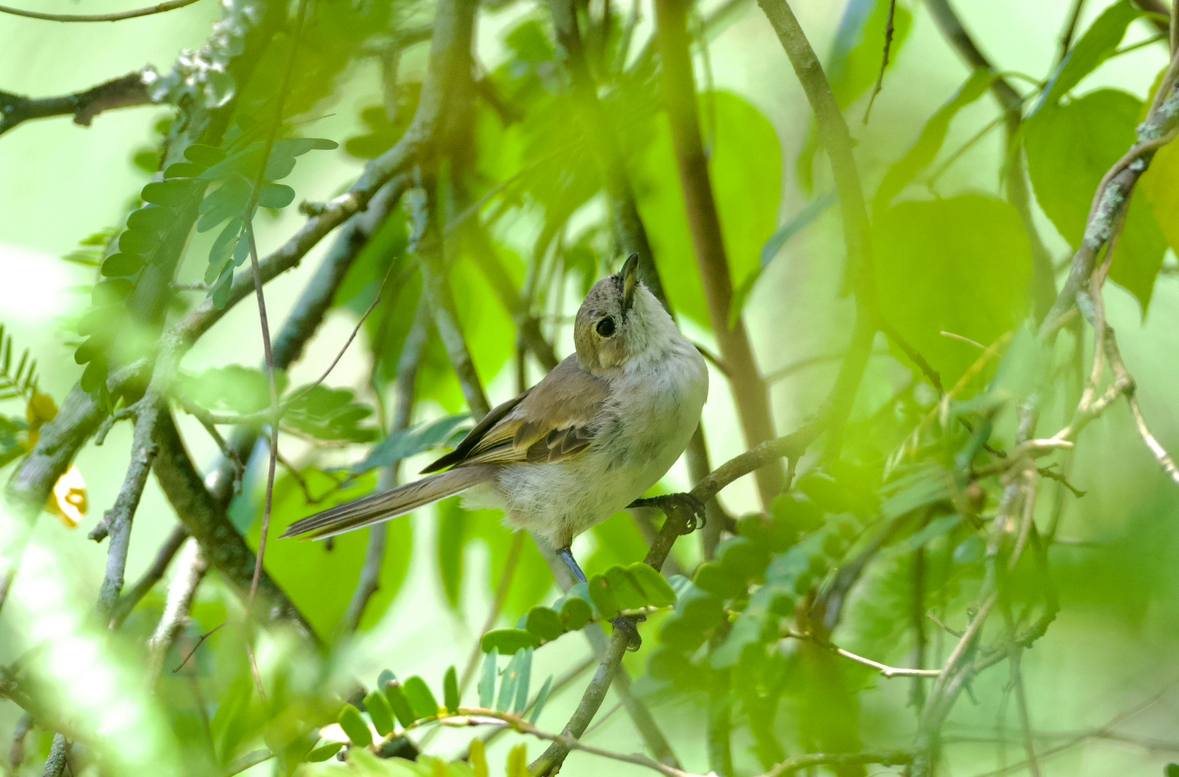 Iphis Monarch (Pomarea iphis), photo 4