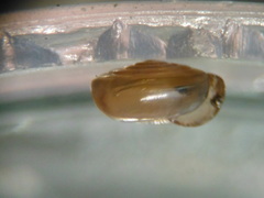 Paravitrea multidentata