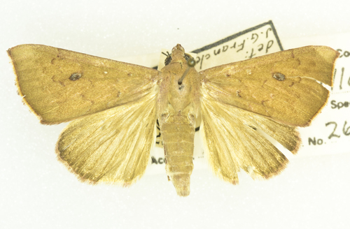 Cotton Leafworm photo 3