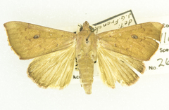 Alabama argillacea