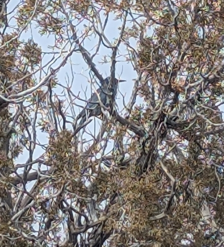 Pinyon Jay (Gymnorhinus cyanocephalus), photo 3