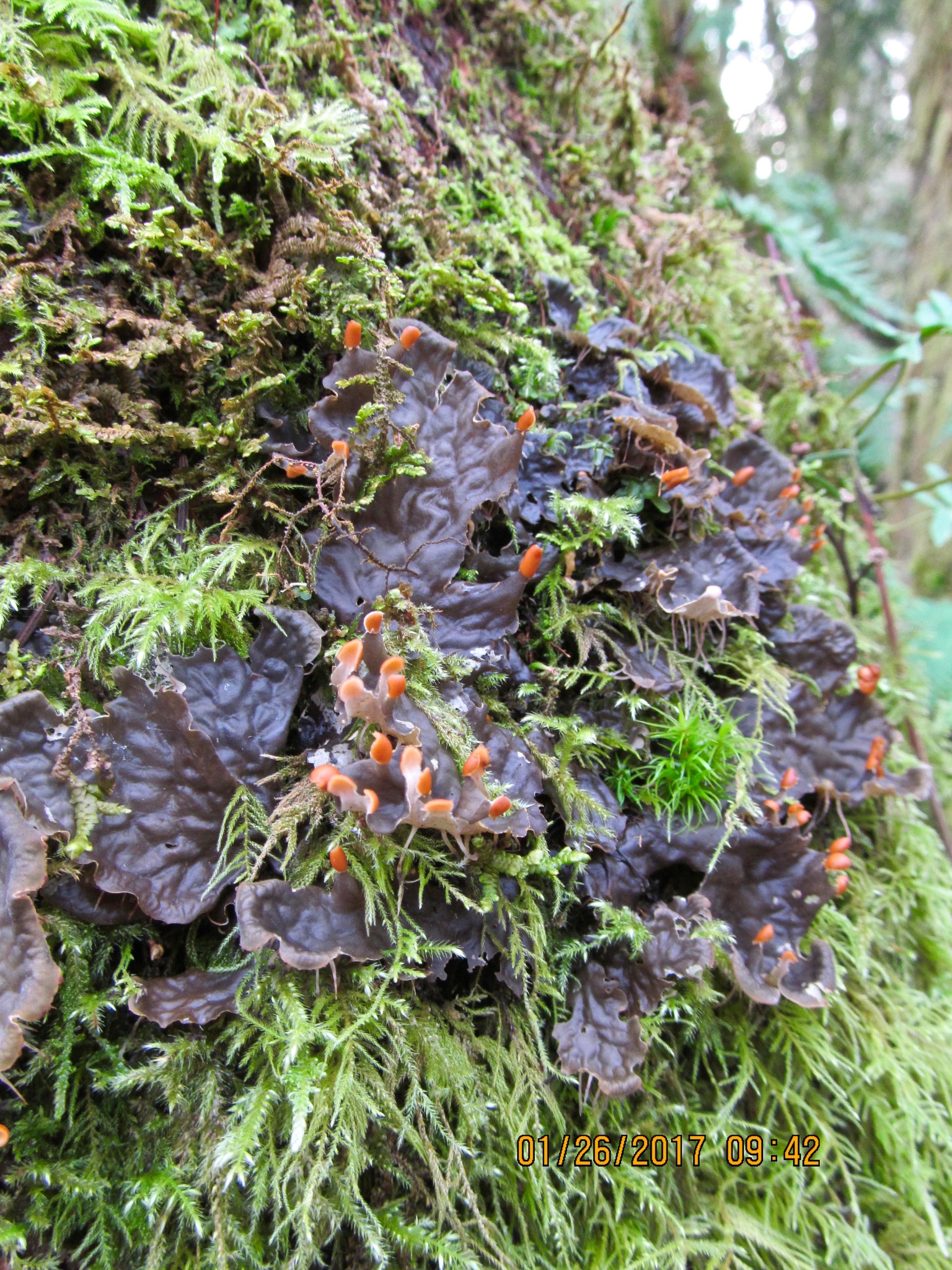 Peltigera membranacea image